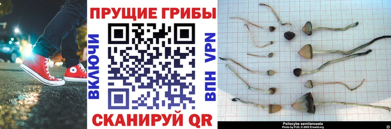 Купить  Жигулёвск  Псилоцибиновые грибы мицелий 